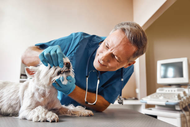 Best Emergency Dental Care for Abscessed Tooth in Ocala, FL